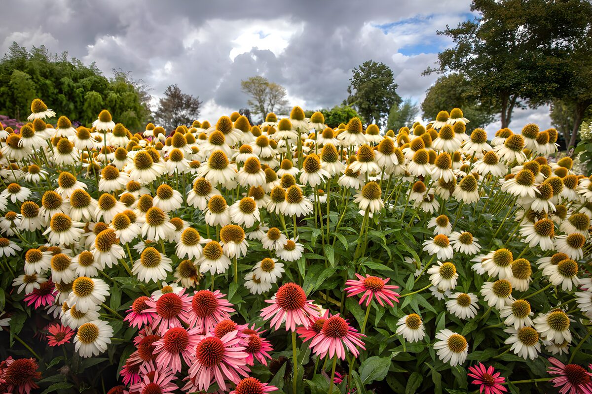 Kleurrijke bloementuin onder bewolkte hemel