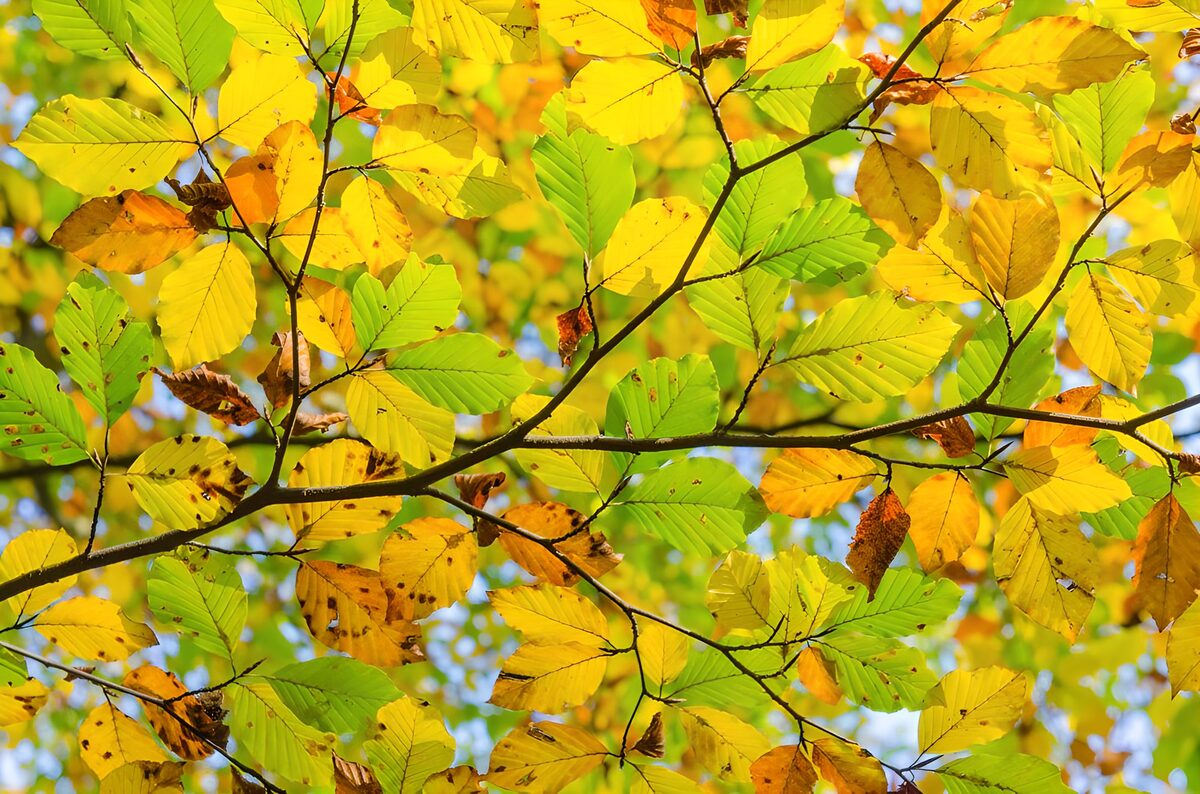 Kleurrijke bladeren in de herfstzon