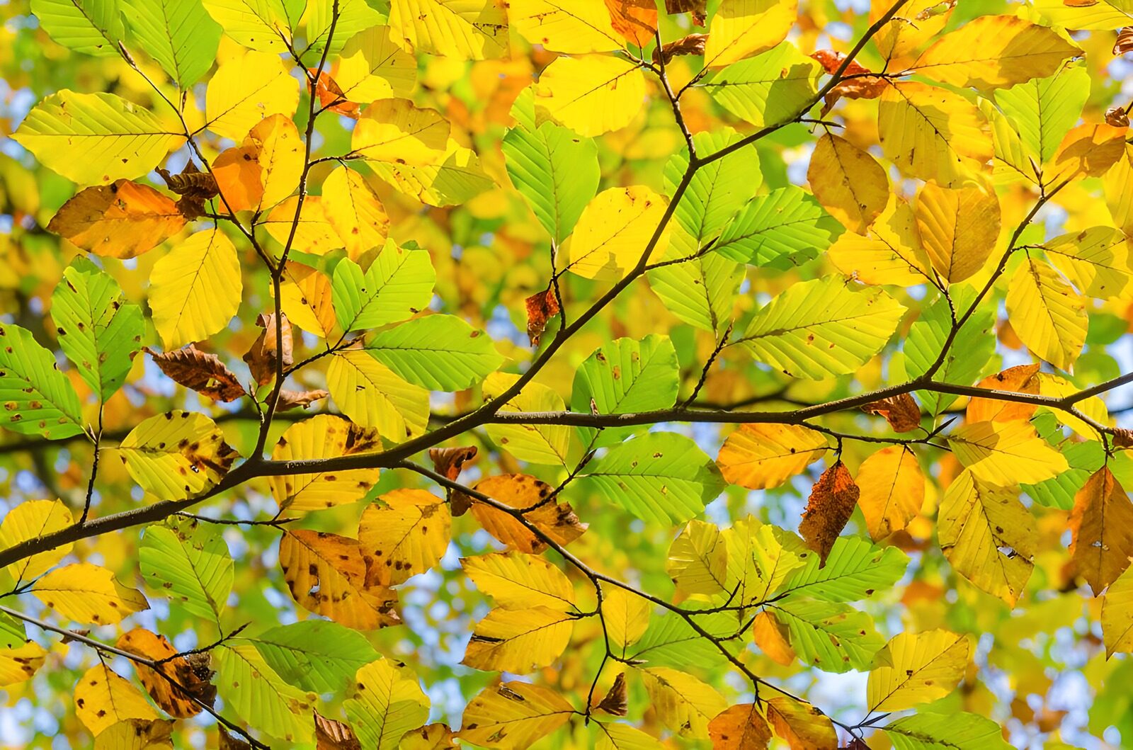 CW2002535: Kleurrijke bladeren in de herfstzon