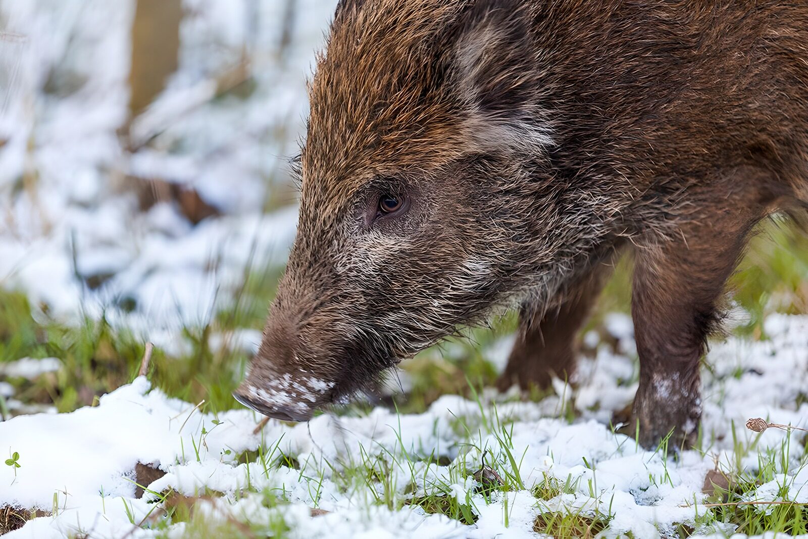 CW7467867: Wild zwijn in de sneeuw