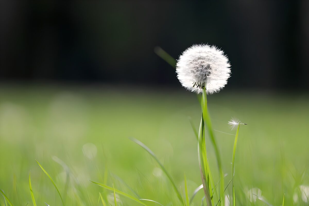 Prachtige paardeebloem in het gras