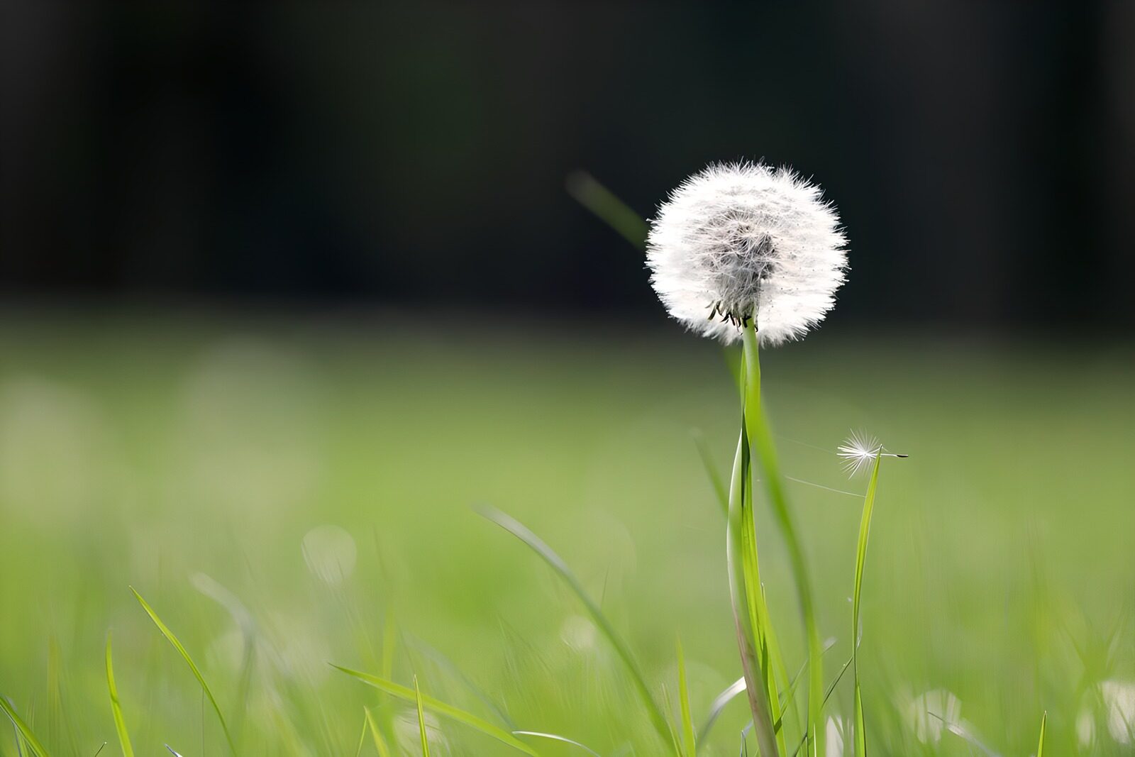 CW6417721: Prachtige paardeebloem in het gras