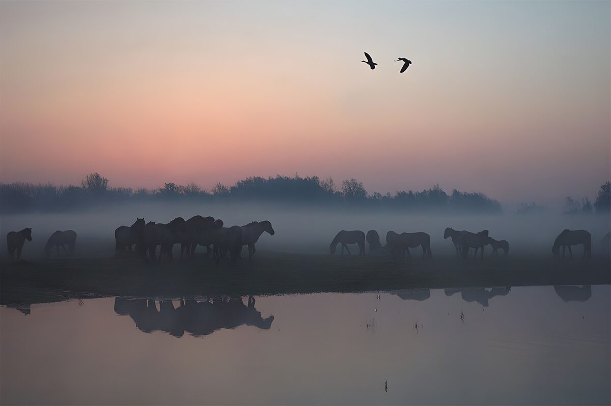 Paarden in de mist bij zonsopgang