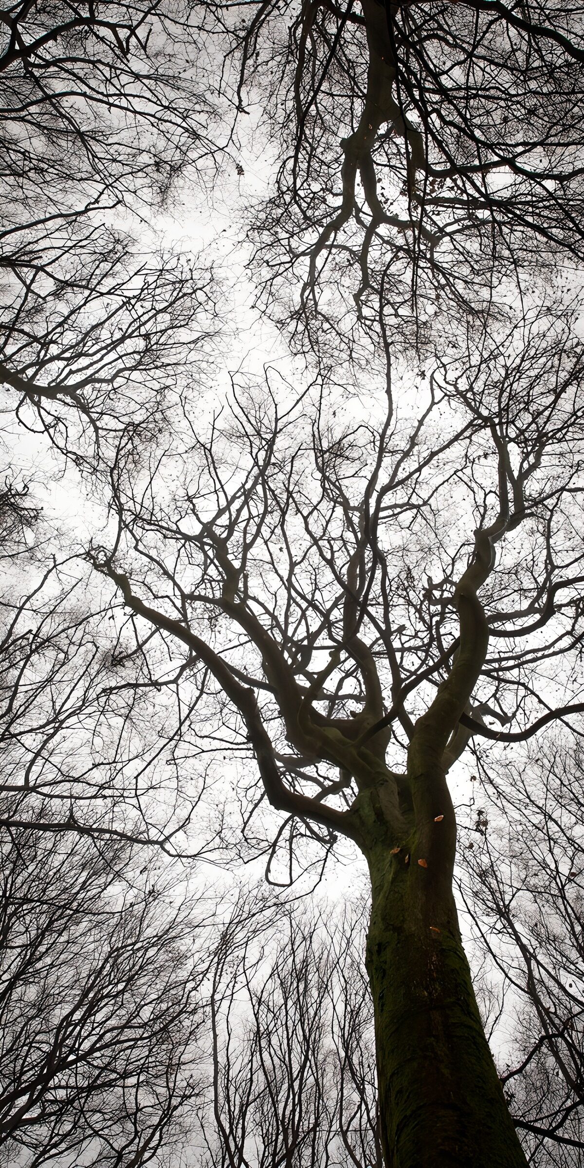Schaduw van een dode boom in de winter