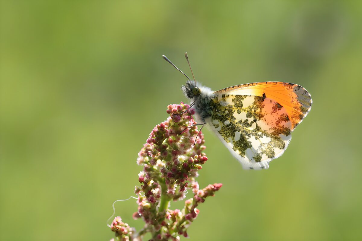Oranje vlinder op bloeiende plant