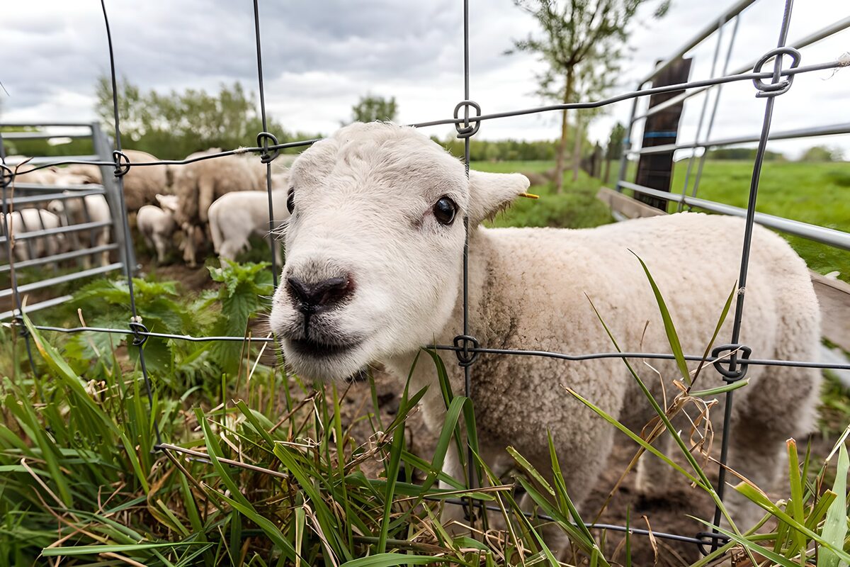 Schattig schaapje achter het hek