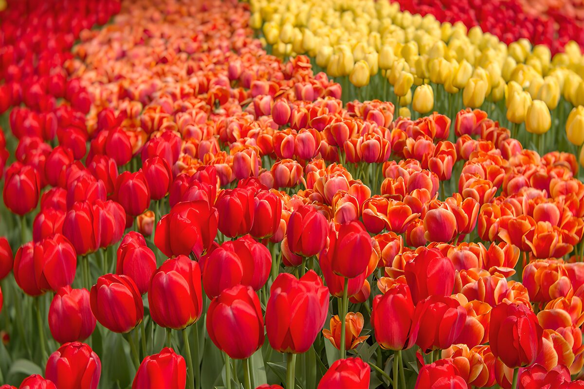 Kleurrijke tulpenvelden in bloei