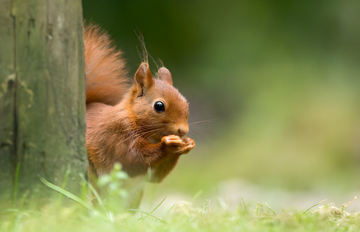 Schattig eekhoorn geniet van een snack