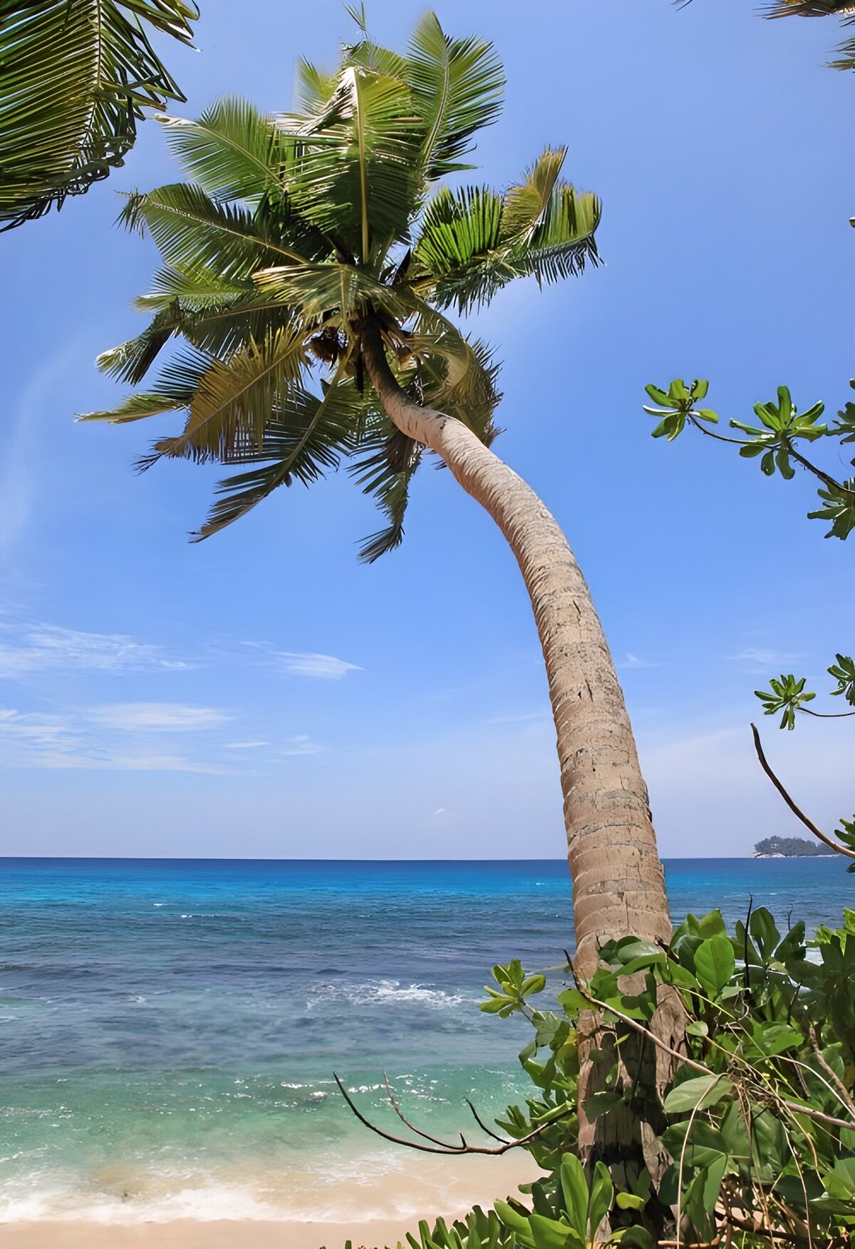 CW5737605: Palmboom aan een tropisch strand