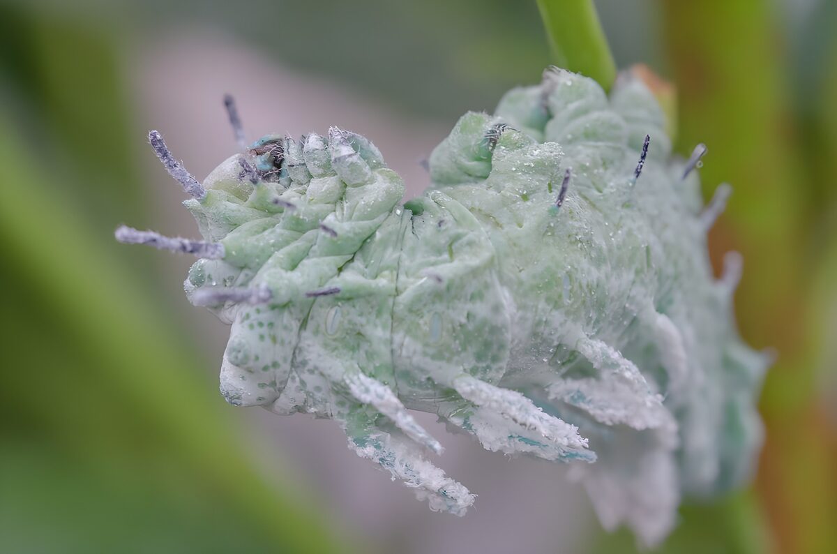 Groene rups met bijzondere textuur