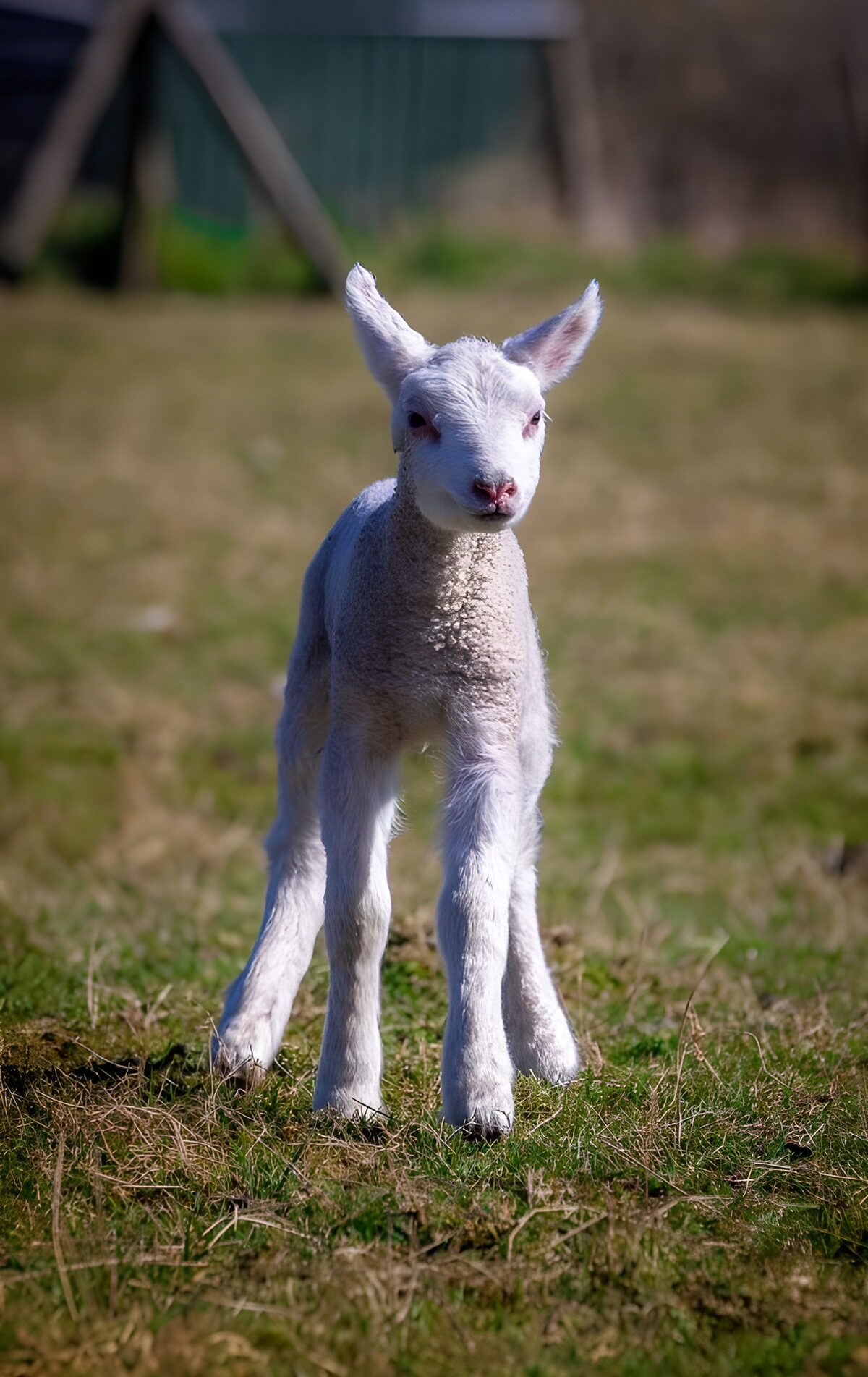 Schattig lammetje in het gras