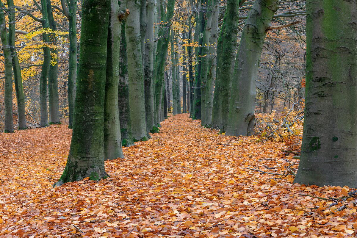 Herfstwandeling in een prachtige bos