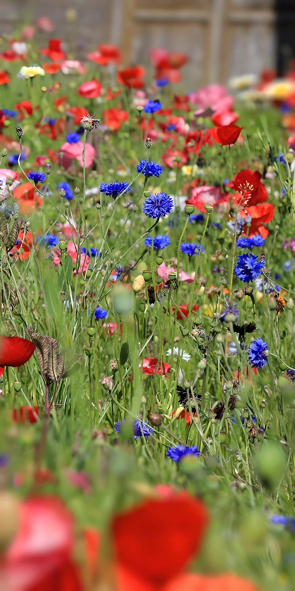 CW3210985: Kleurrijke Bloemenzee in de Natuur