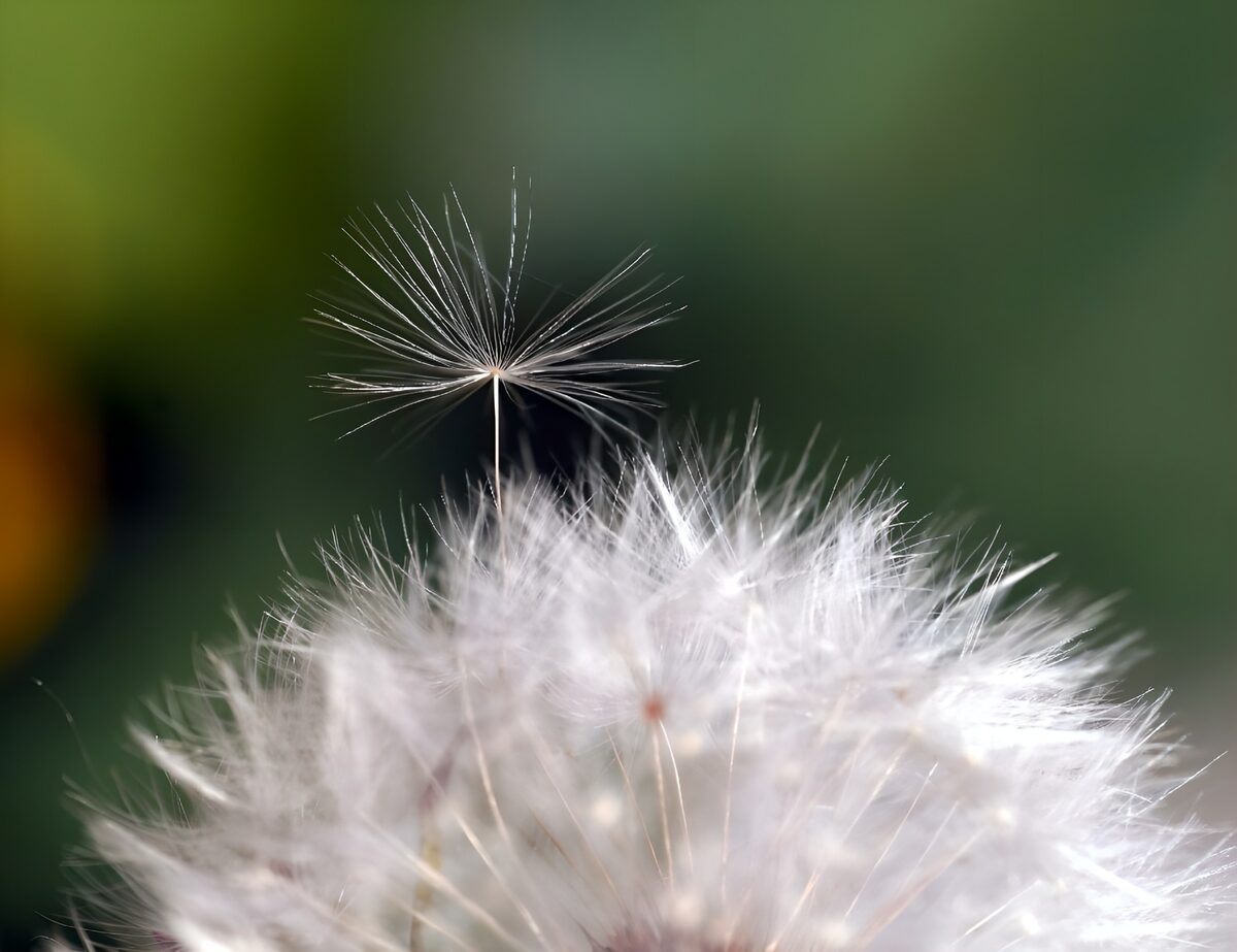 Dandelion in de ochtenddauw