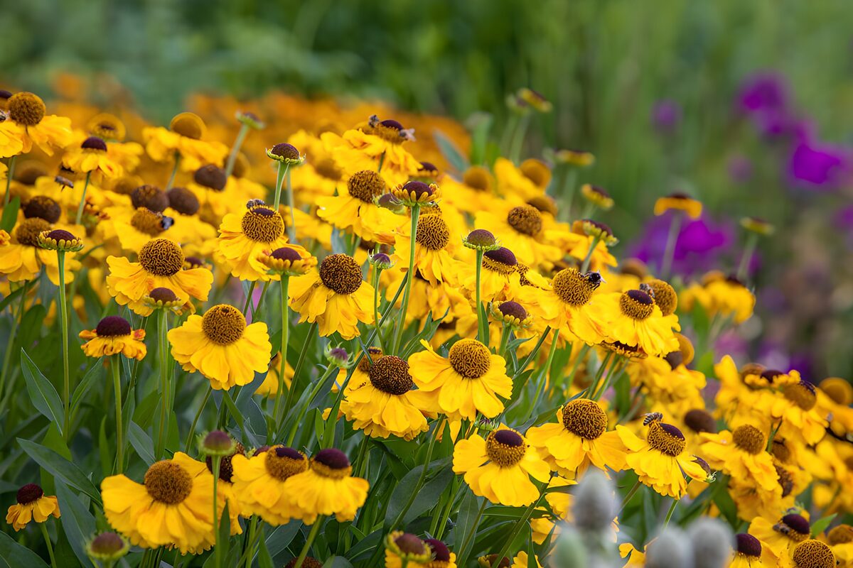 Heldere gele bloemen in bloei