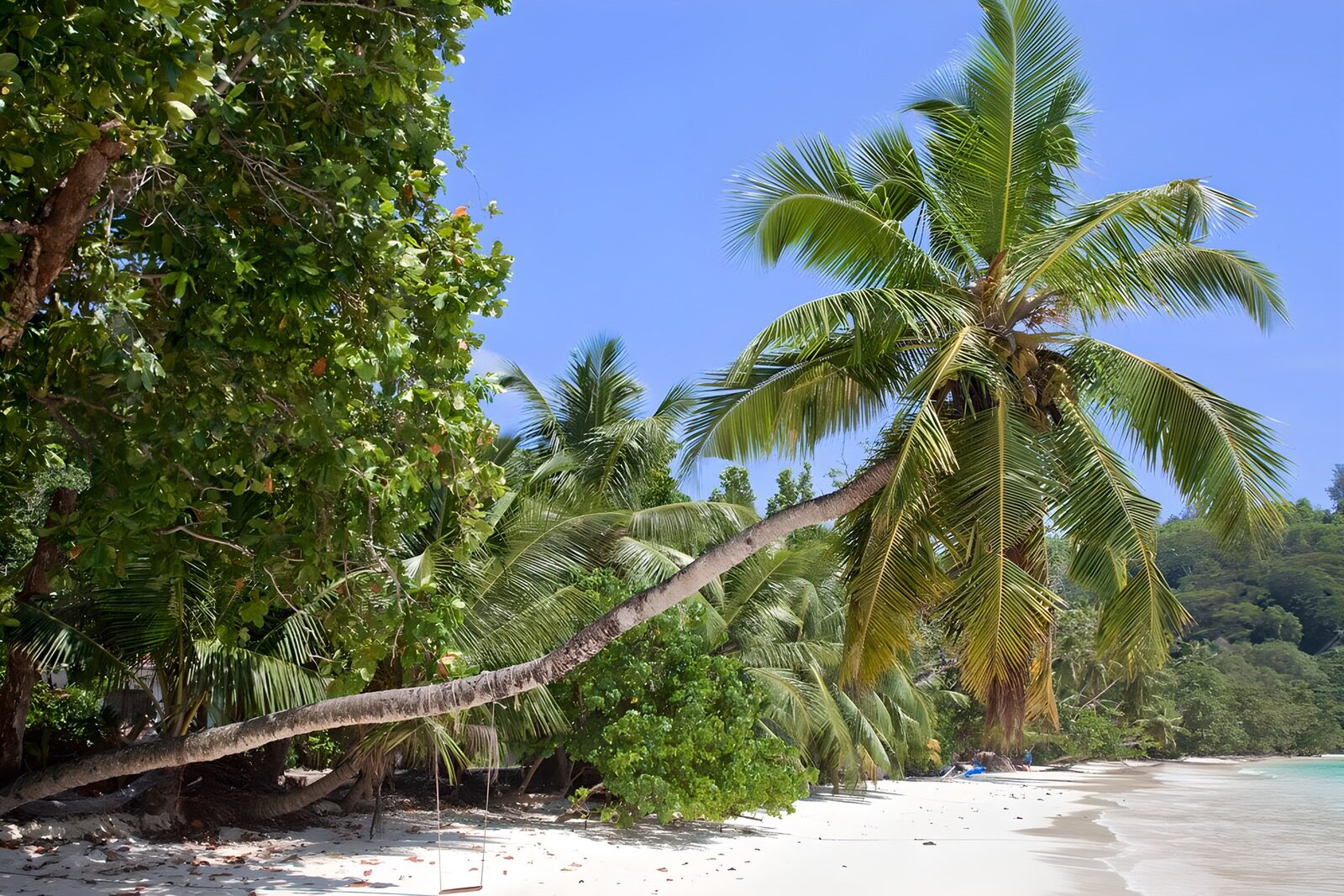 CW9409387: Tropisch Strand met Palmbomen
