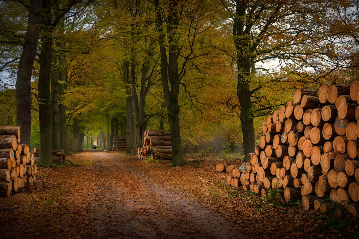 Bosweg met Gezaagde Bomen
