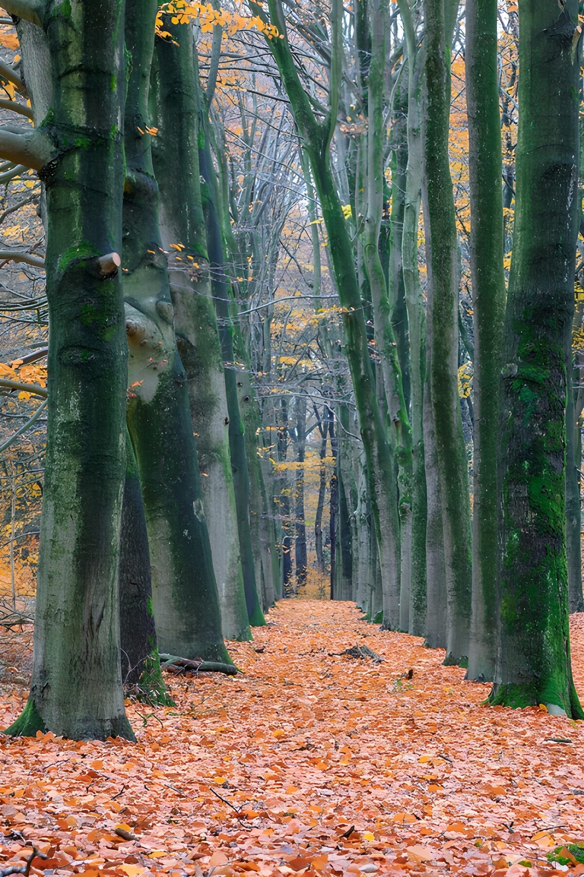CW8576816: Herfstwandeling in het Bos