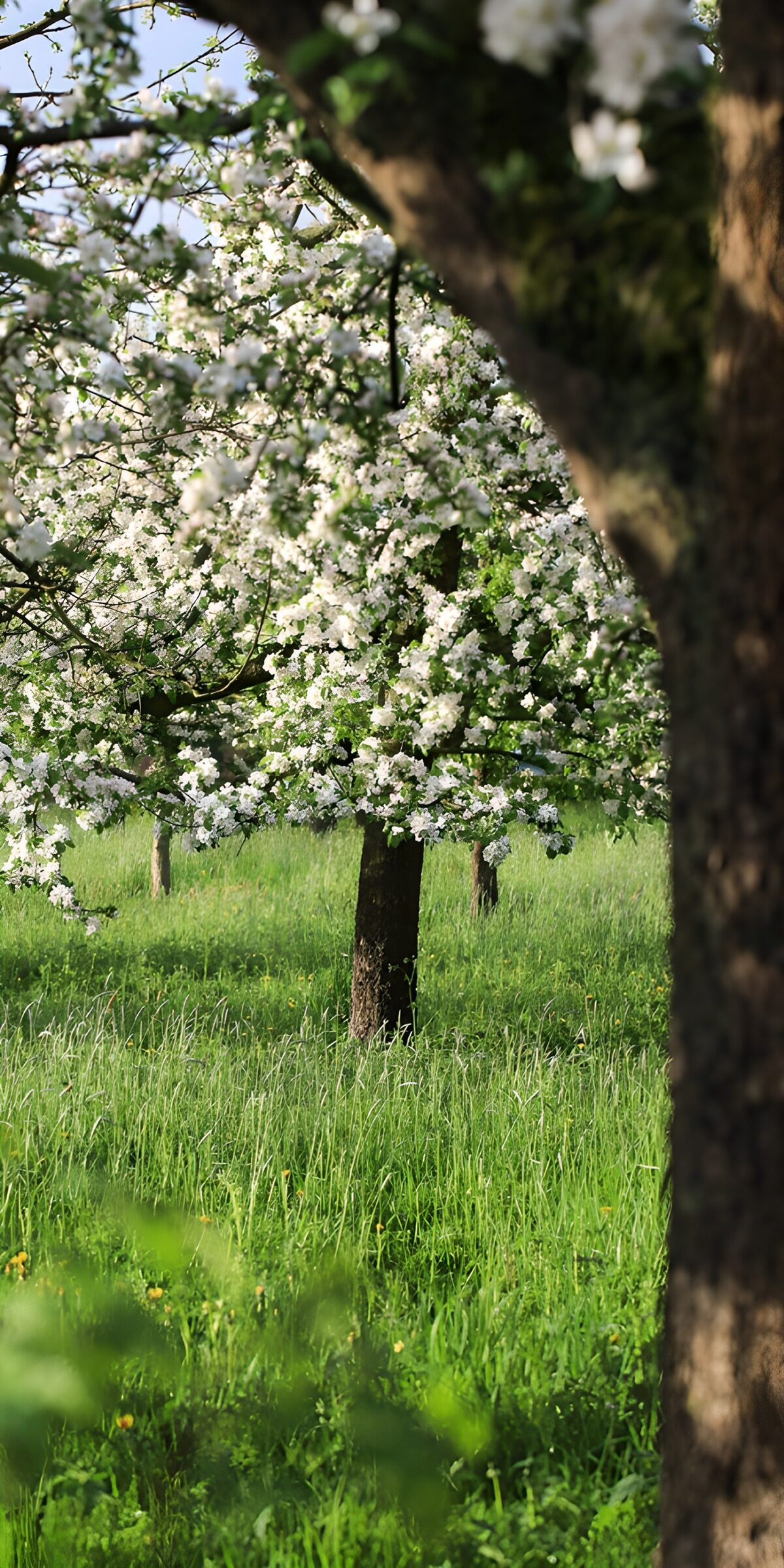 CW2303533: Bloesemende boomgaarden in de lente