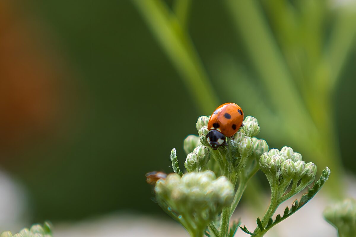 Lieveheersbeestje op bloemknoppen