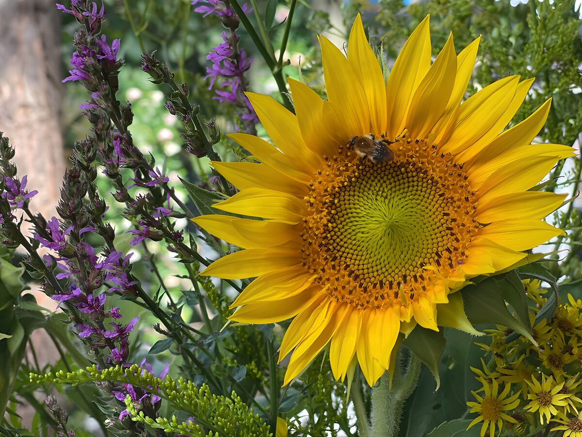 Tuinboeket met zonnebloem en bij