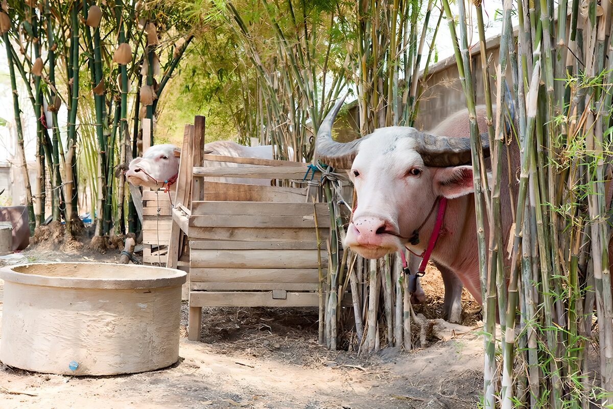Rustige waterbuffels in een bamboebos