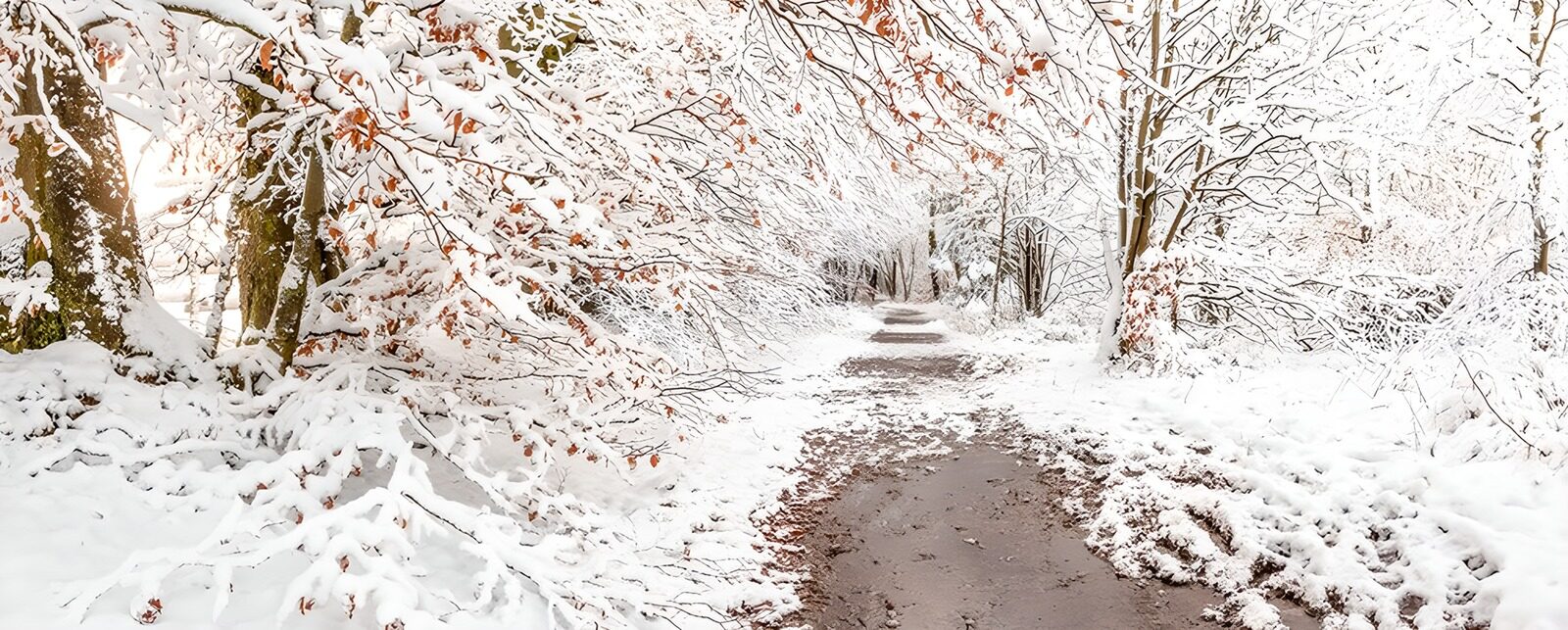 CW1433461: Sprookjesachtig sneeuwlandschap