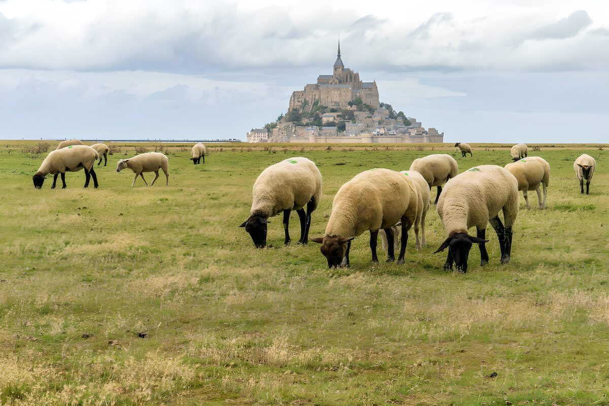 Schapenweide met Mont Saint-Michel op de achtergrond