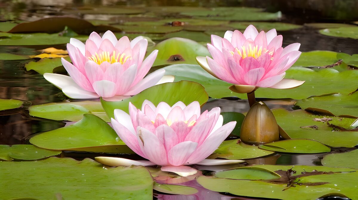Prachtige waterlelies in een vijver