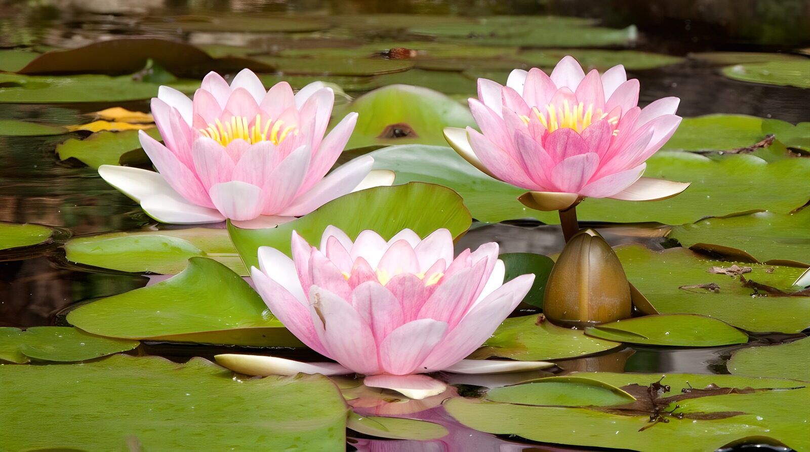 CW3625510: Prachtige waterlelies in een vijver