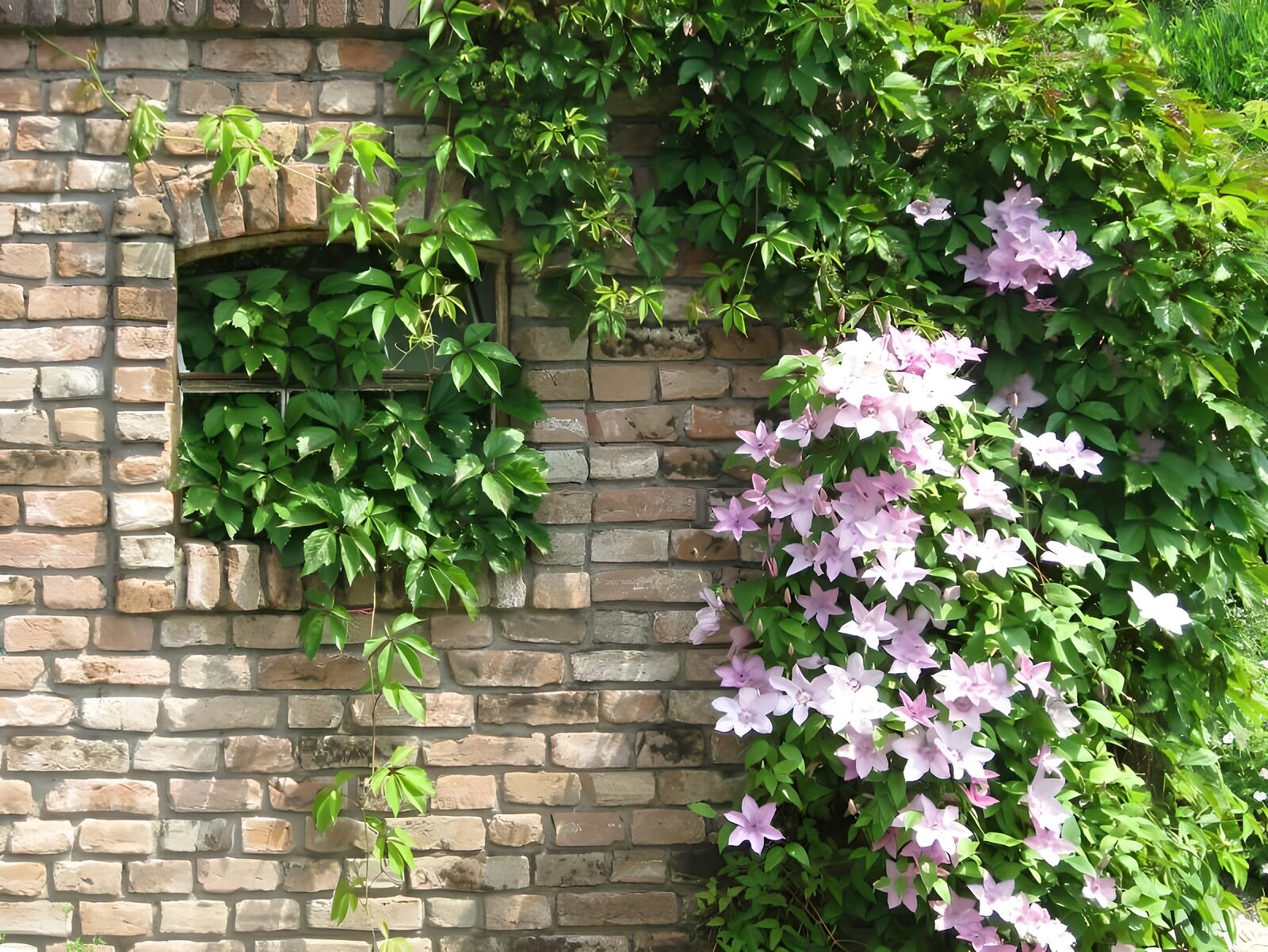CW8424641: Bloeiende Klimplanten tegen Baksteenmuur