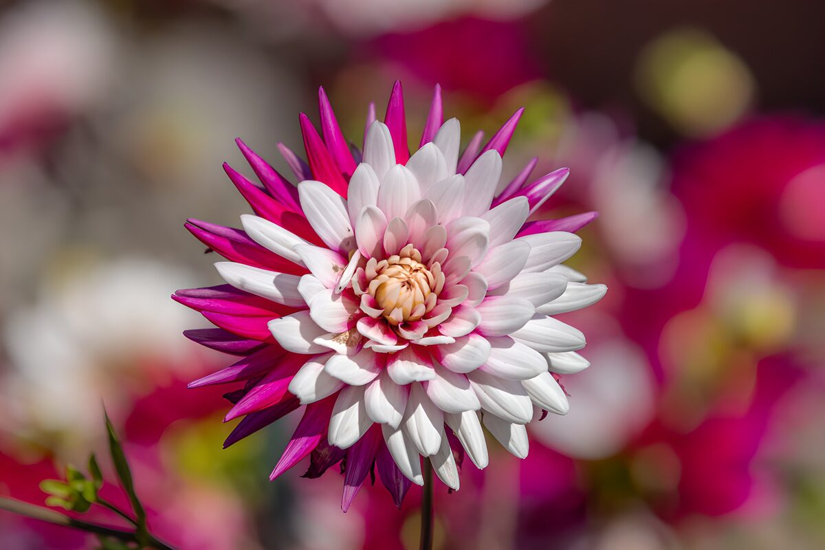 Prachtige bloemen in roze en wit