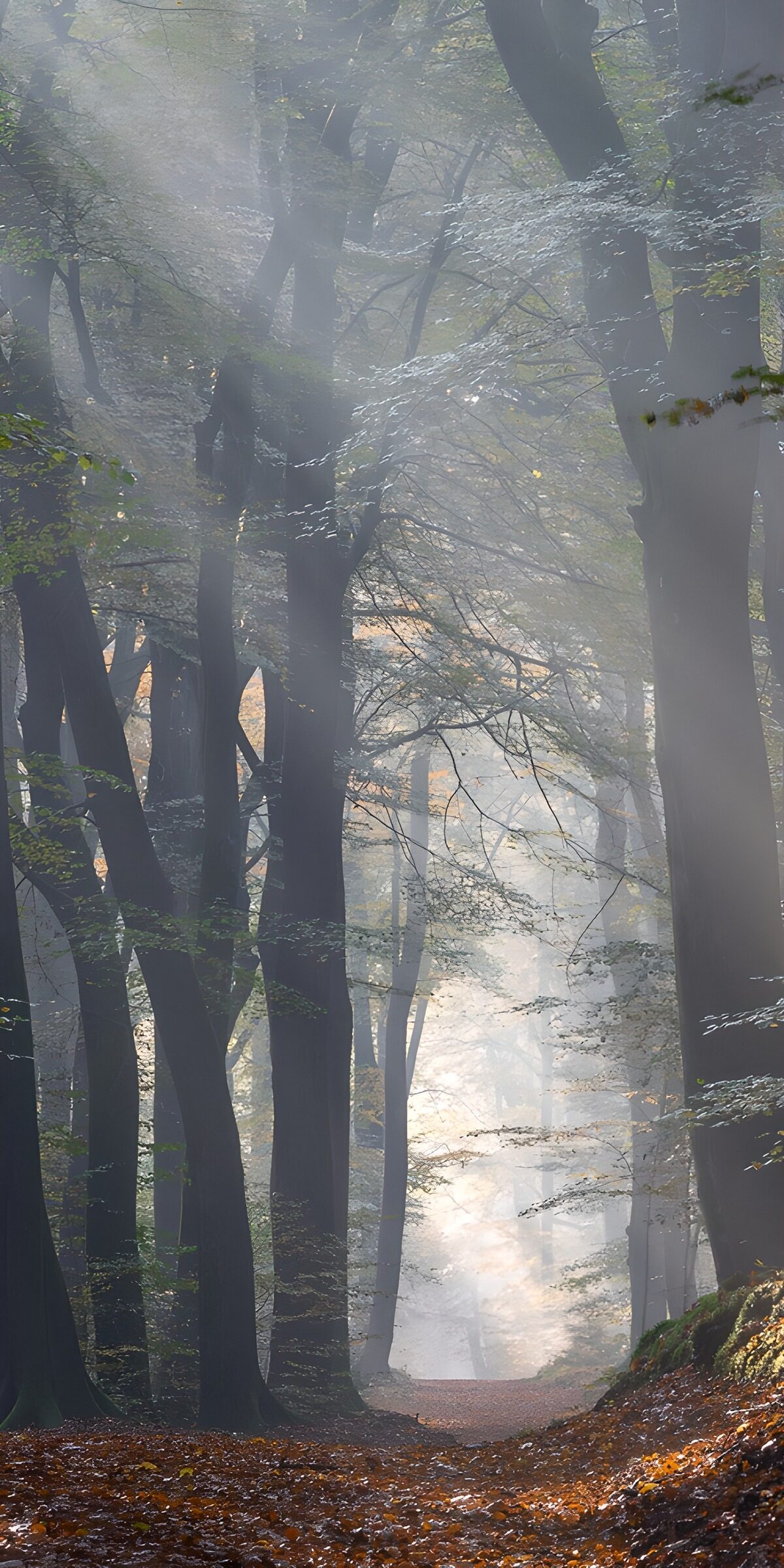 CW5755538: Mysterieus Bos in de Mist