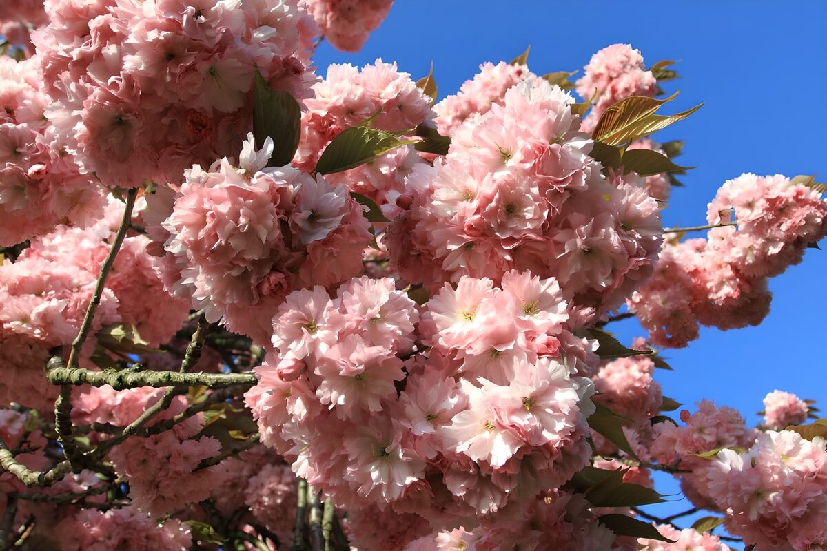 Prachtige bloesems in de lente