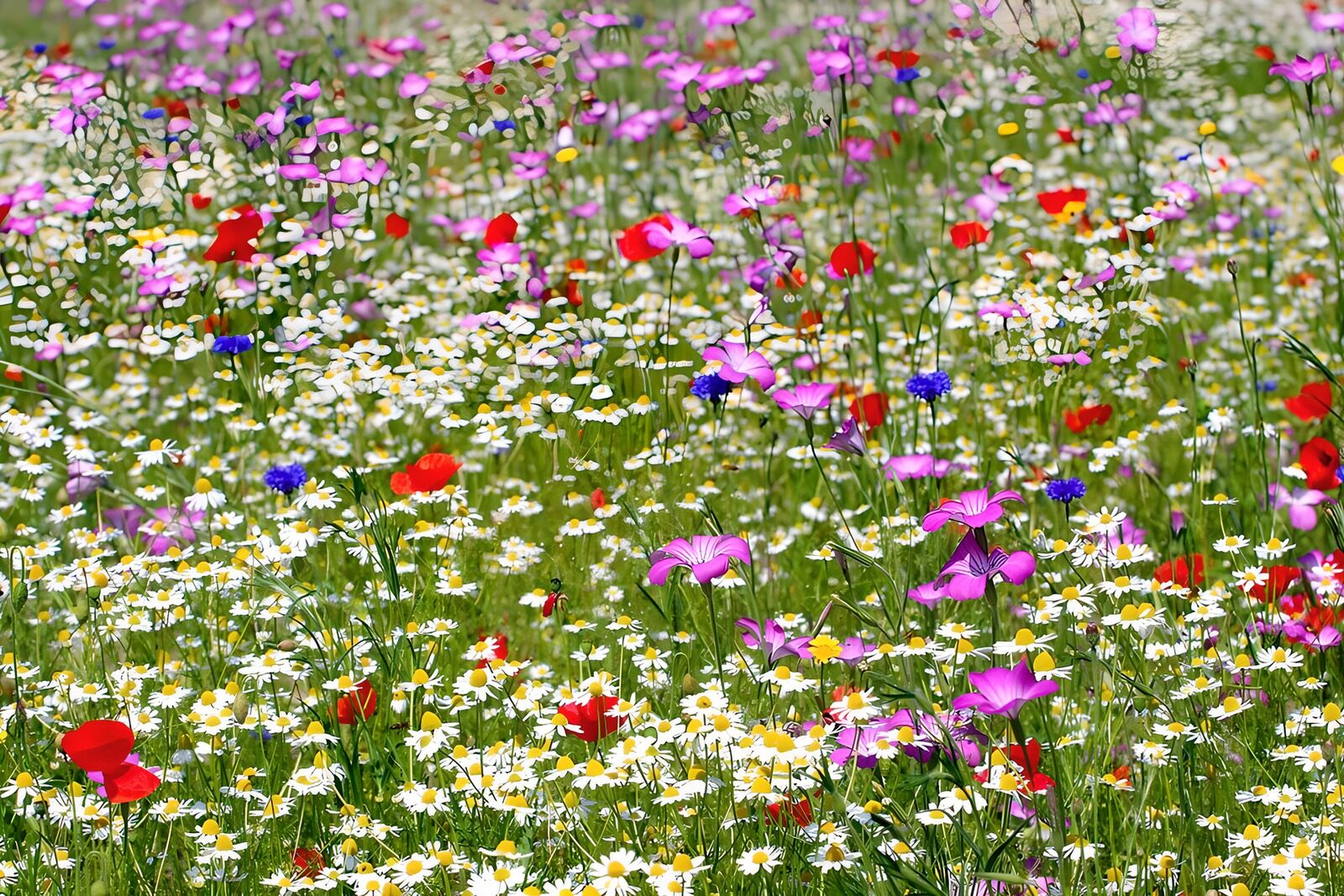 CW1627724: Kleurrijke bloemenweide in bloei