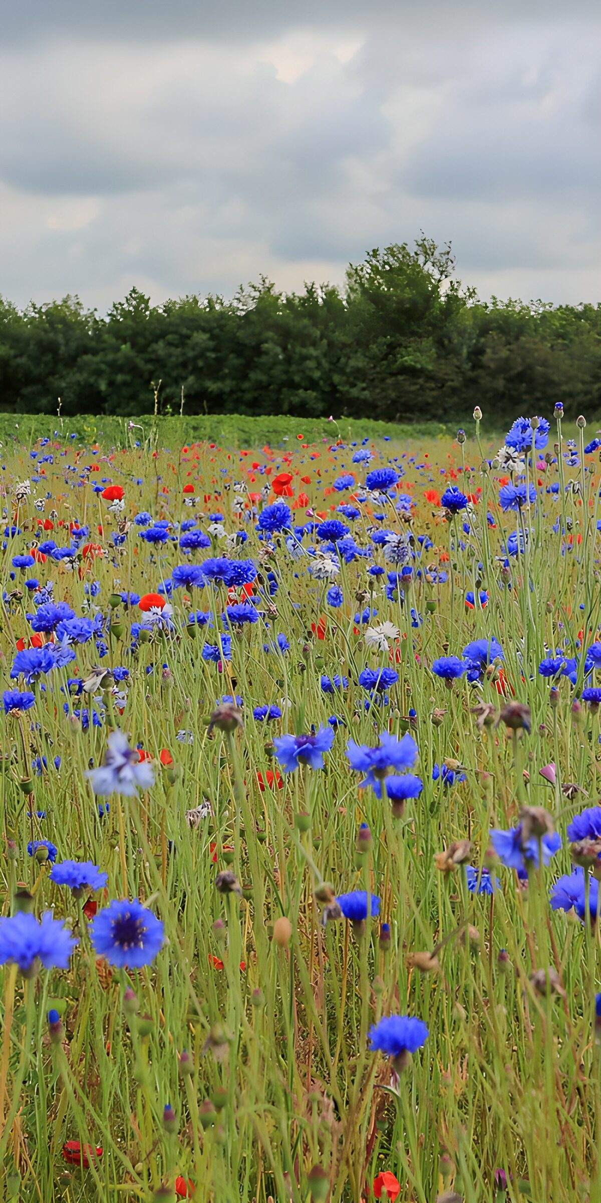 CW3364868: Kleurrijke bloemenweide in bloei