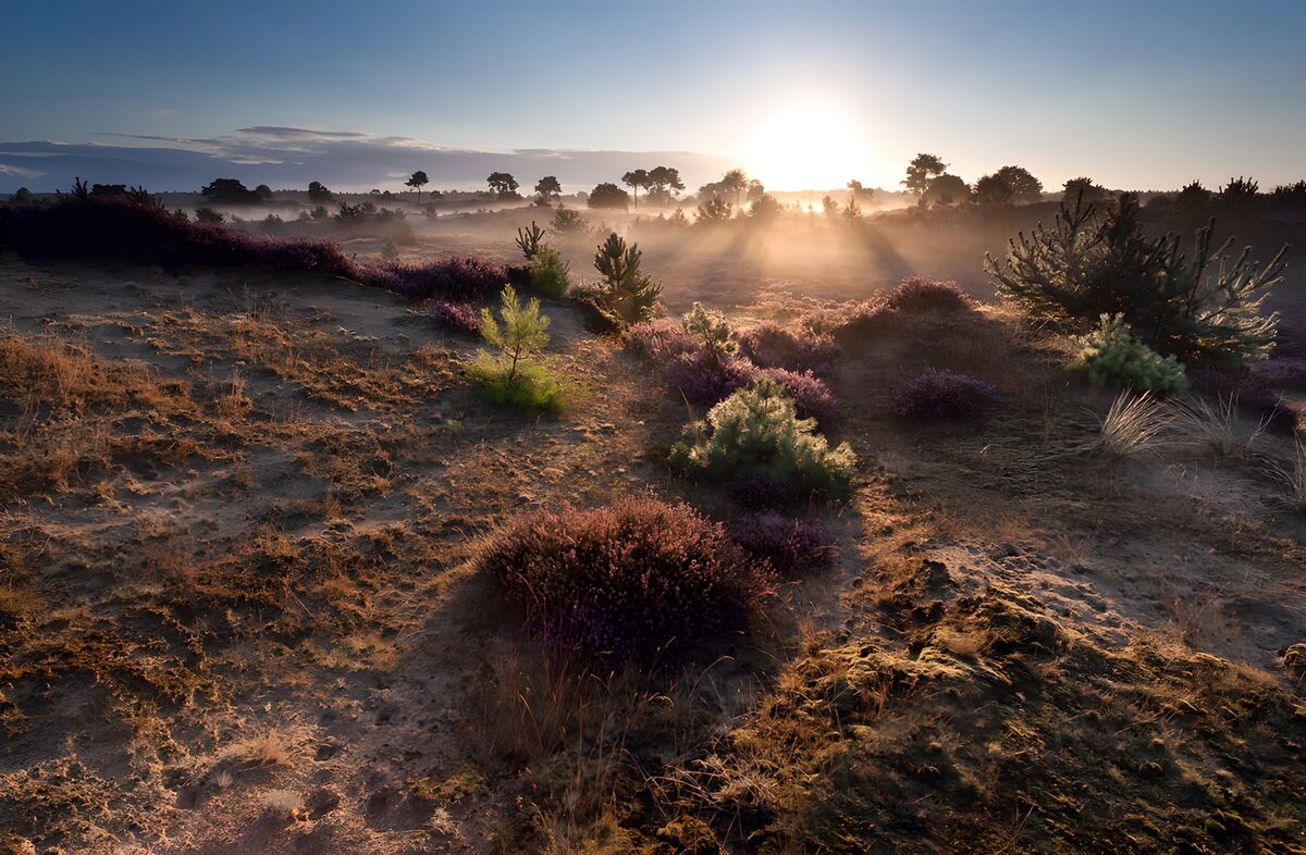 CW5790774: Zonsopgang boven de heide