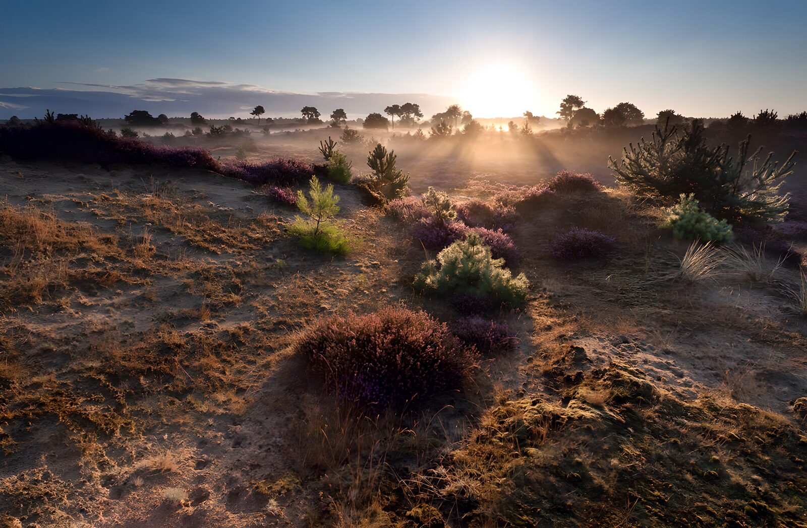 CW5790774: Zonsopgang boven de heide
