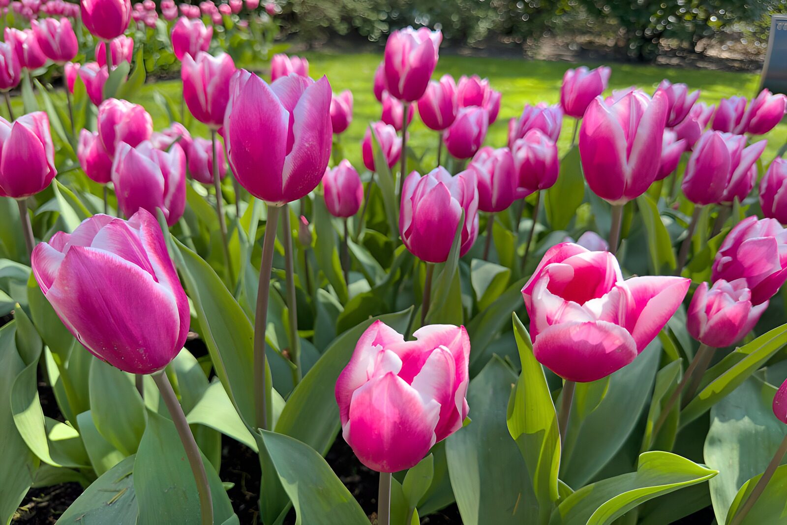 CW4922058: Prachtige Roze Tulpen in Bloei