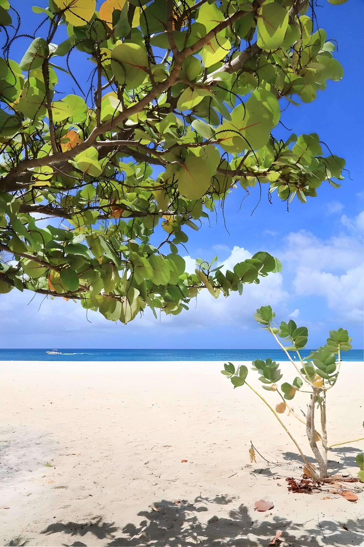 CW2713324: Rustige strandmomenten onder een boom