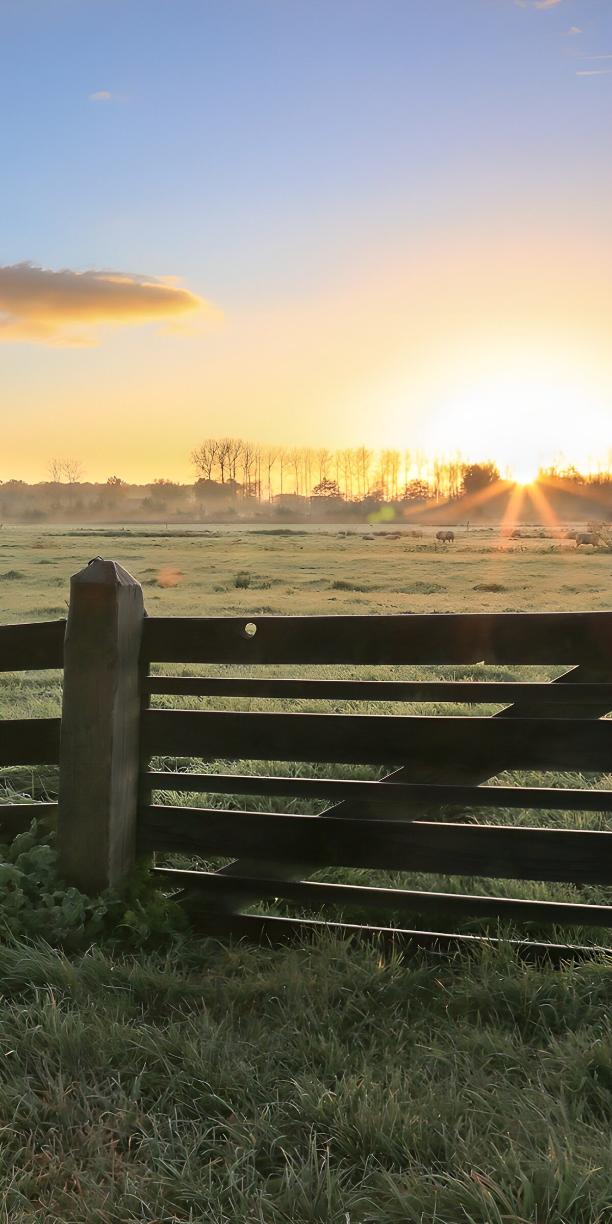Zonsopgang boven het weiland