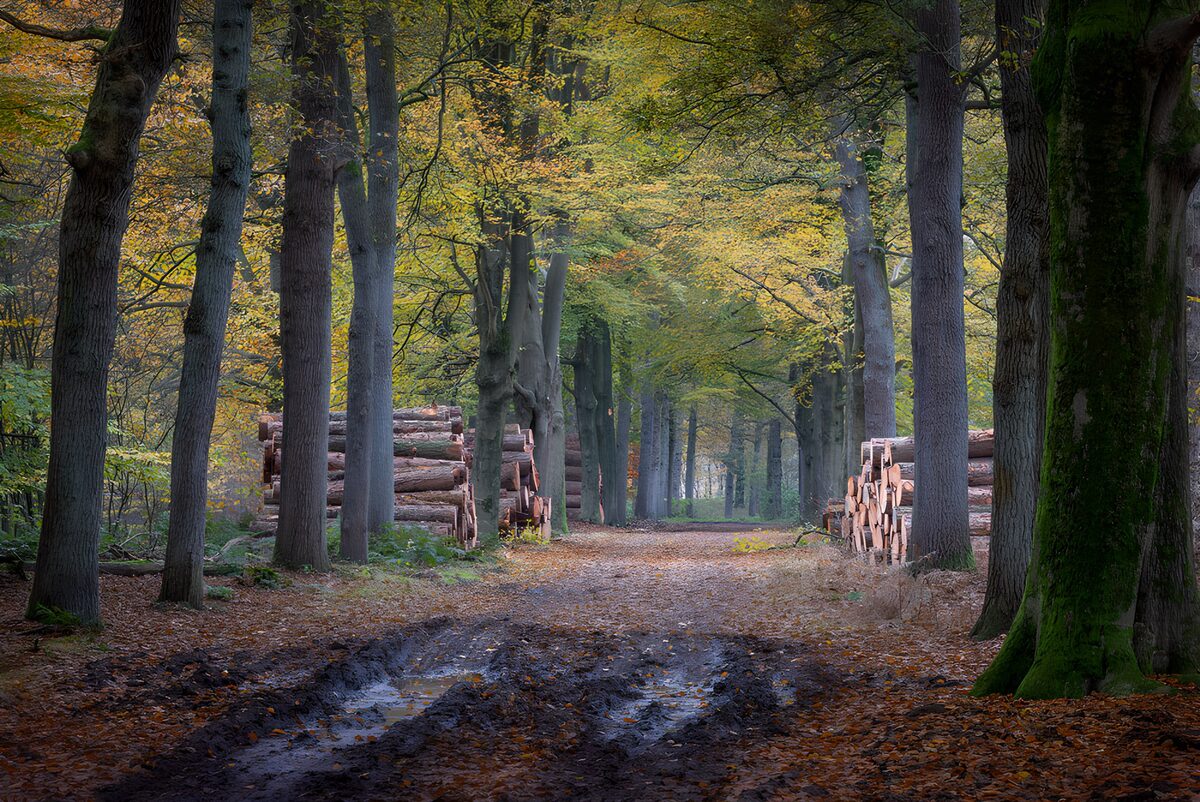 CW4114184: Paden en houtstapels in het bos