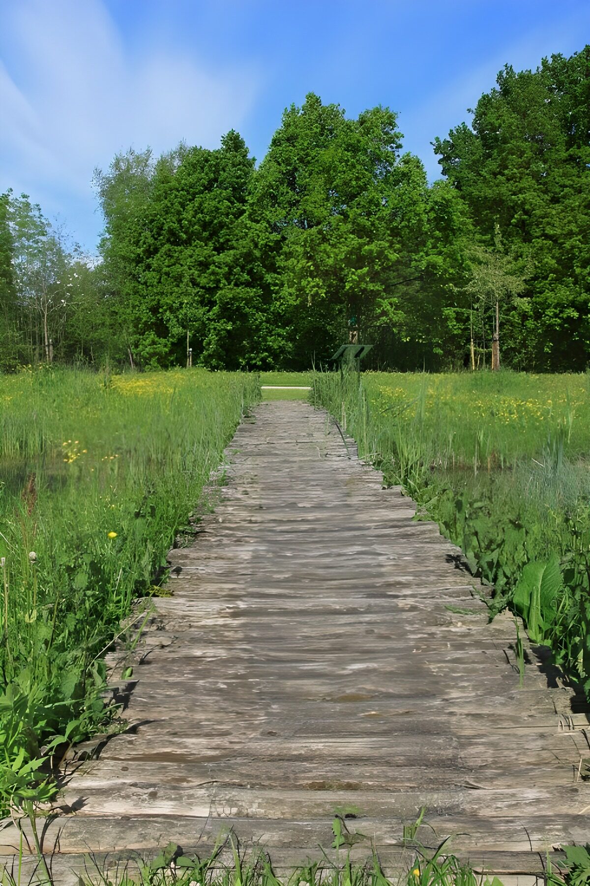Rustig pad door weelderige natuur