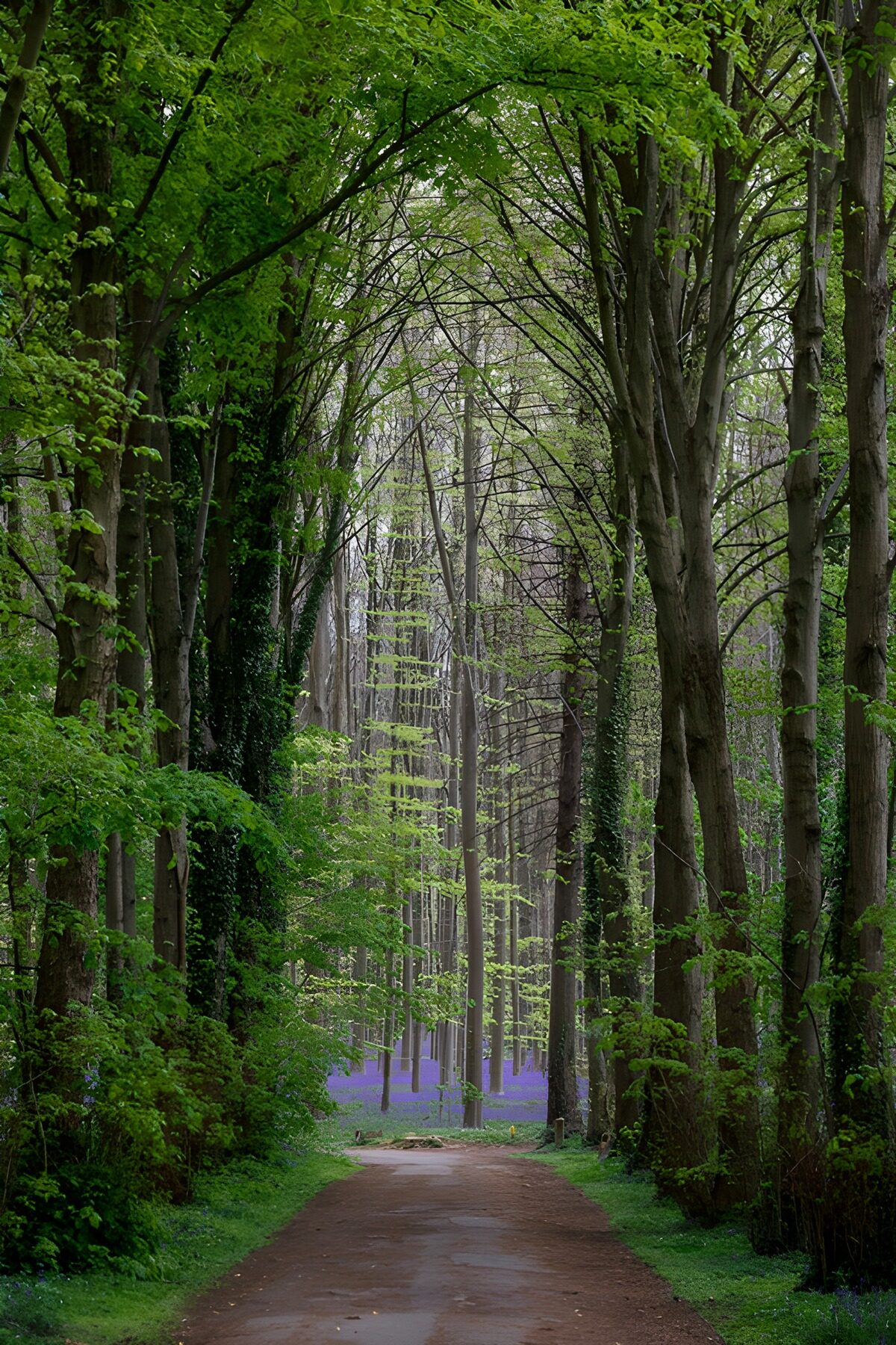 CW4766177: Groene Wandelweg in het Bos