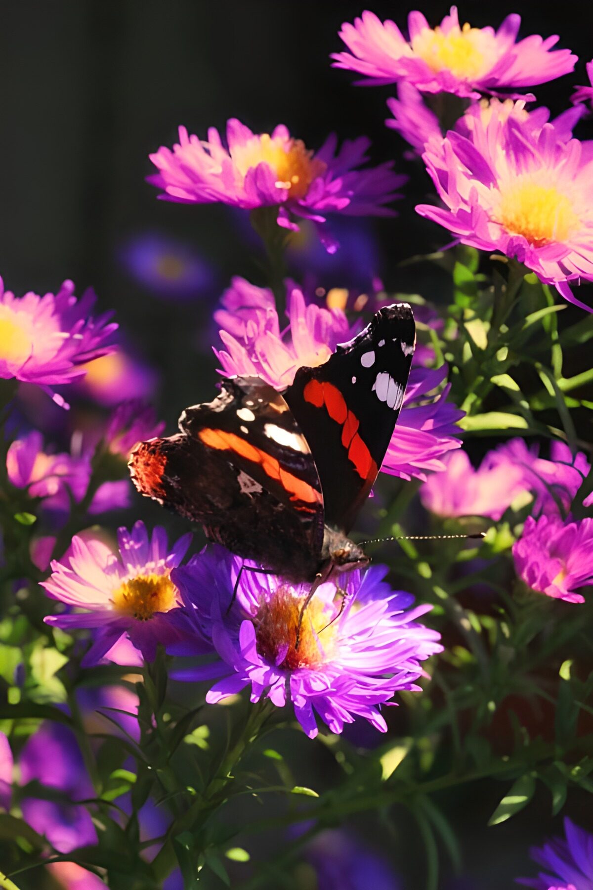 Vlinder op paarse bloemen