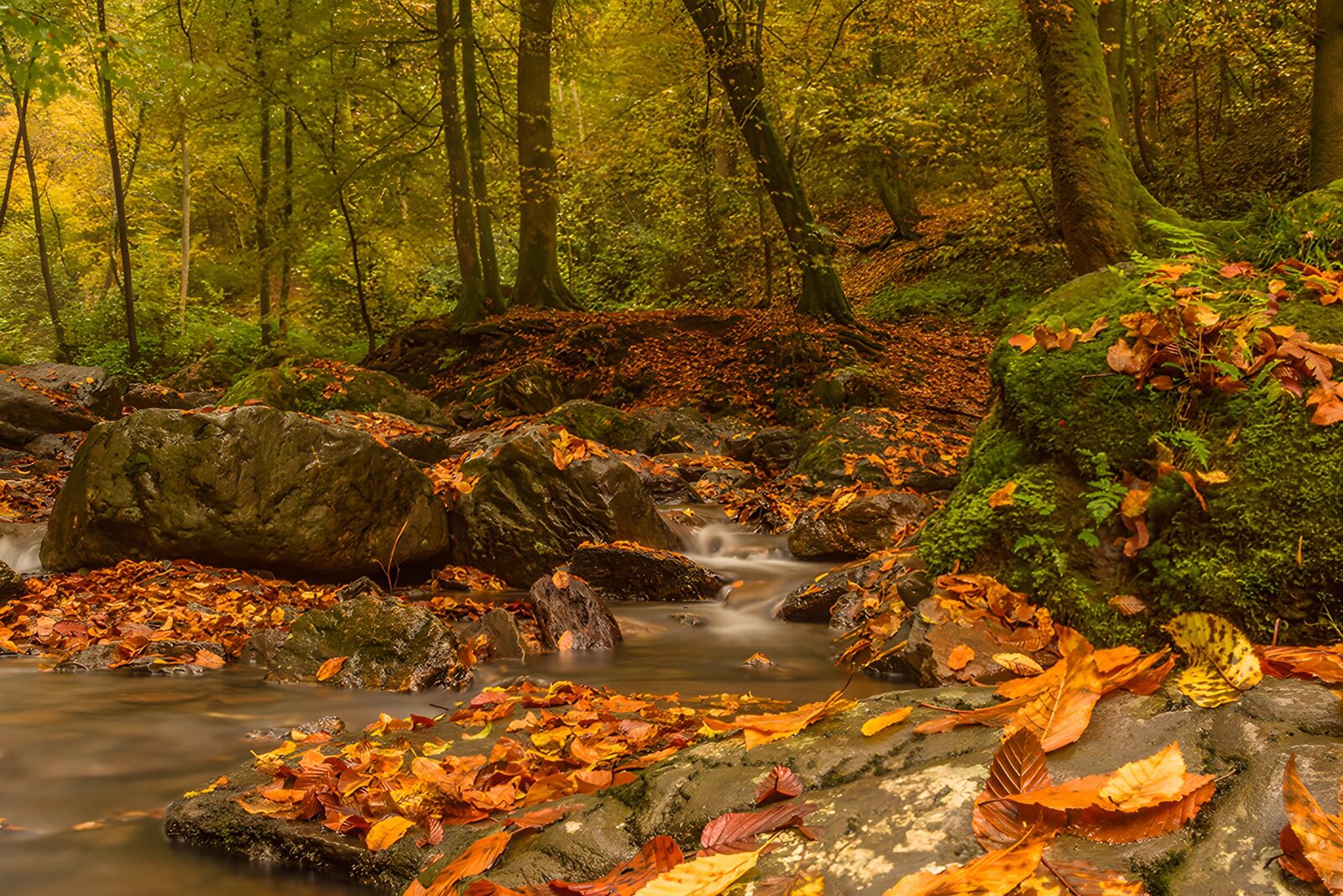 CW9128491: Herfstlandschap met stromende rivier