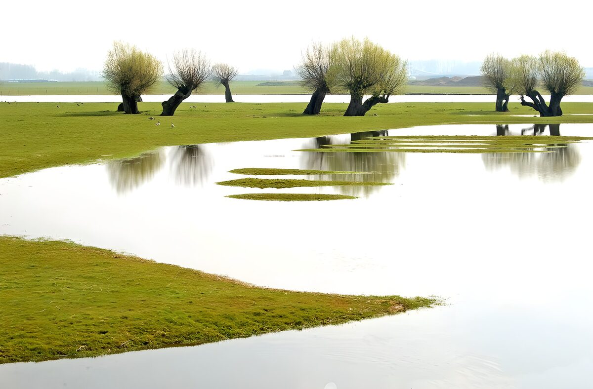 Moeraslandschap met wilgenbomen