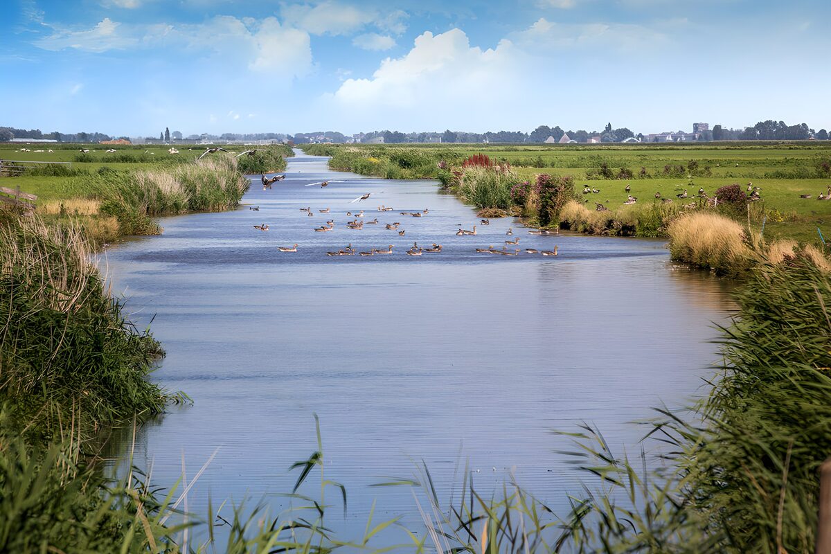 CW2482567: Rustig Water met Zwanen in het Landschap