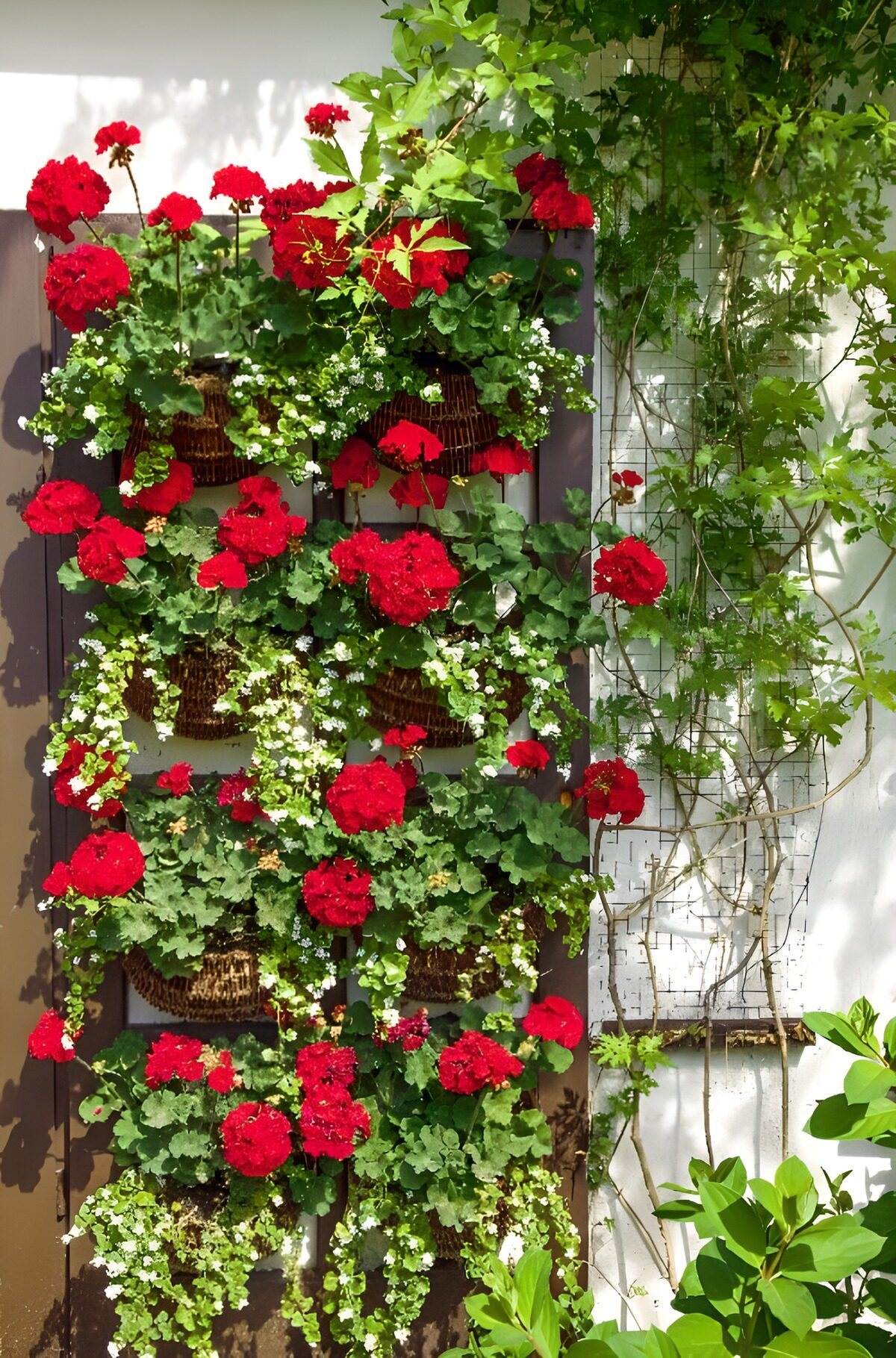 CW5406012: Bloemenwand met rode geraniums