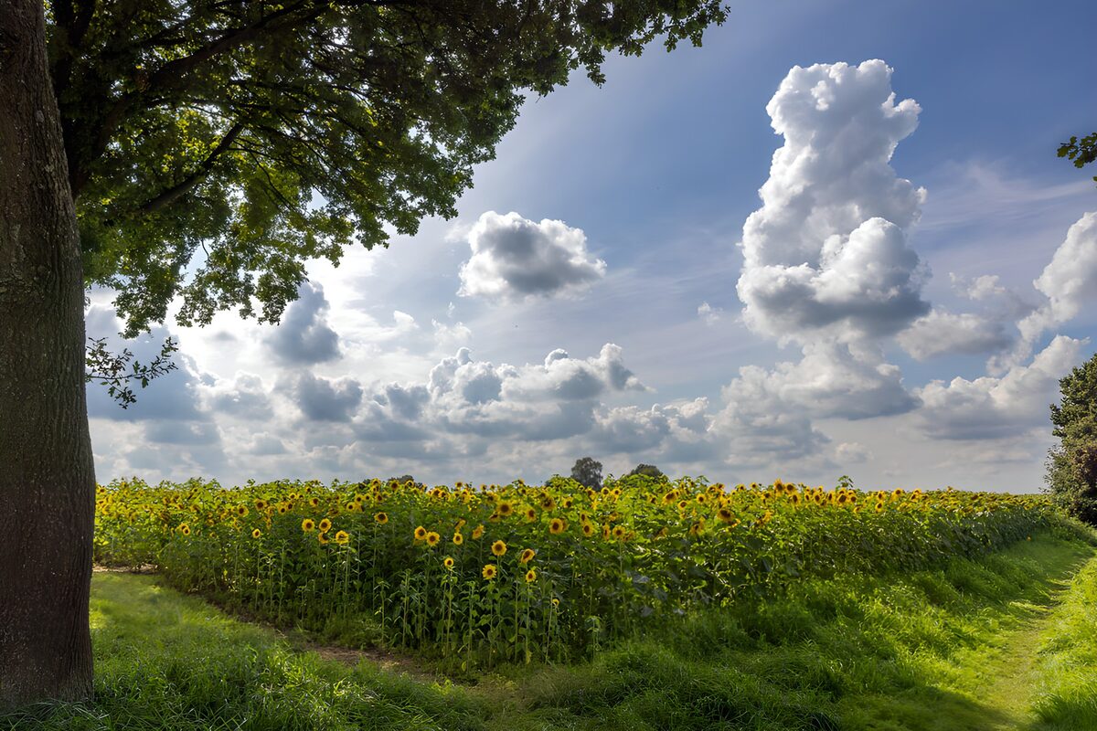 Zonnige Zonnebloemen Onder een Blauwe Lucht
